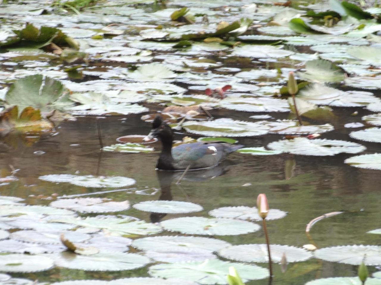 Horquetas River Lodge Sarapiquí Dış mekan fotoğraf