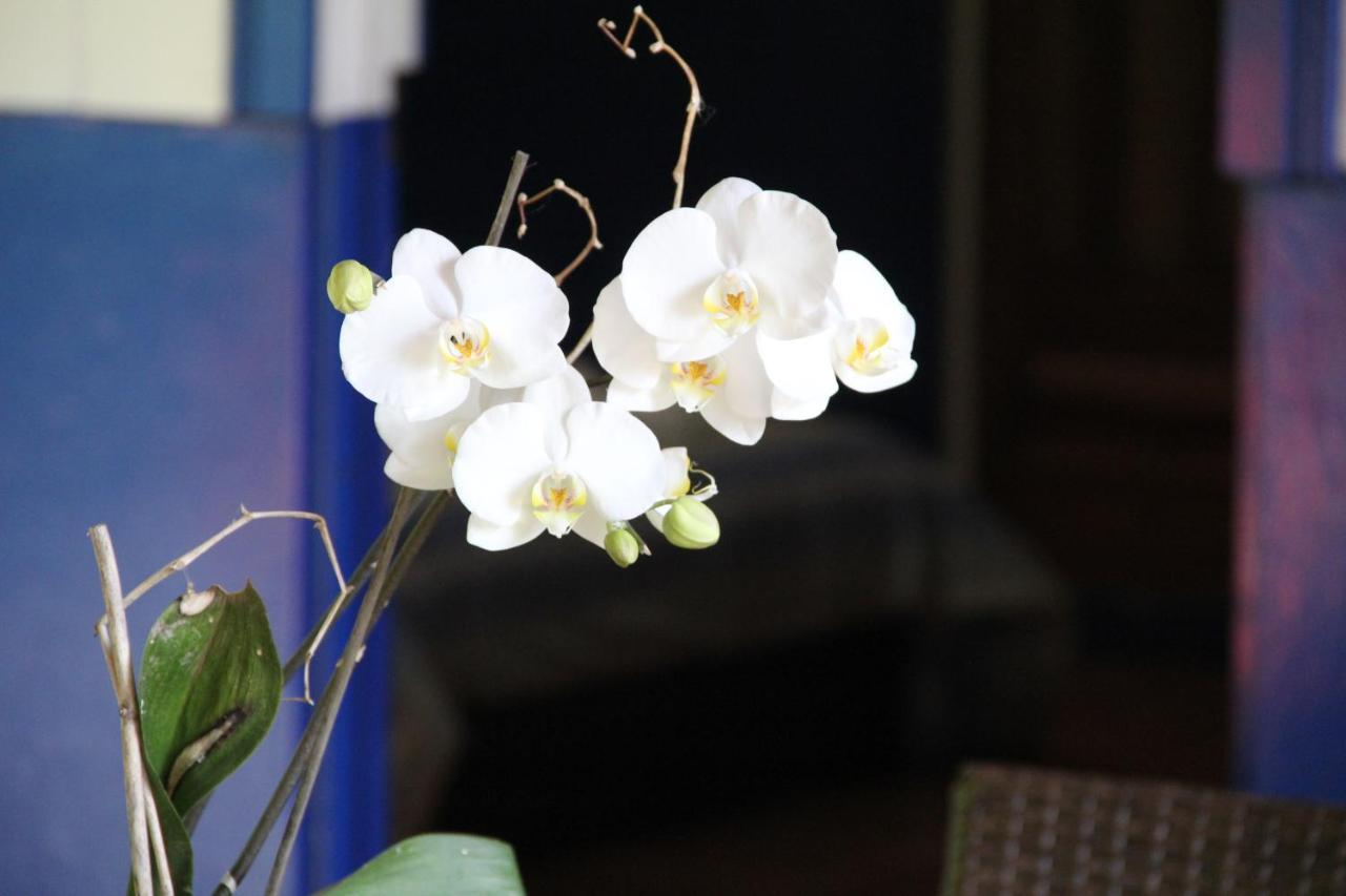 Horquetas River Lodge Sarapiquí Dış mekan fotoğraf