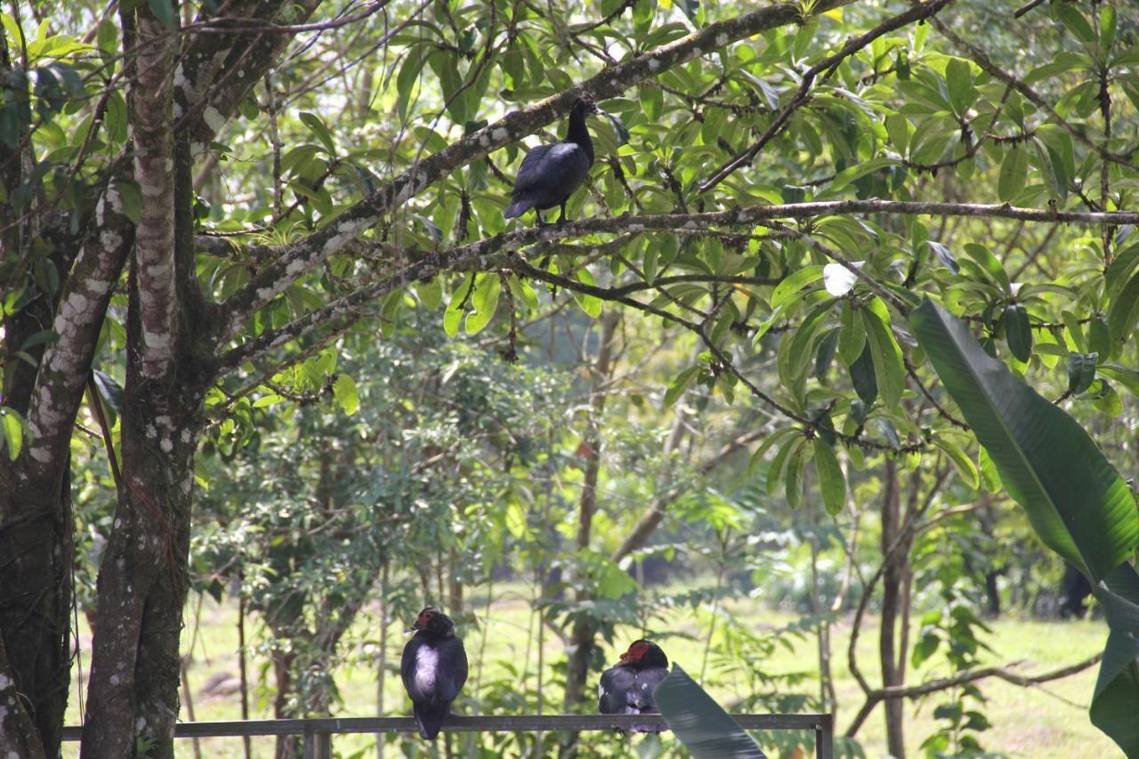 Horquetas River Lodge Sarapiquí Dış mekan fotoğraf