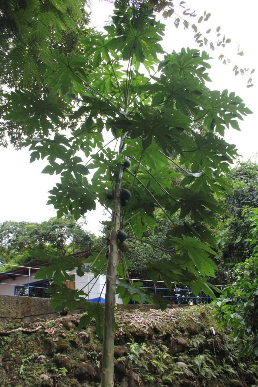 Horquetas River Lodge Sarapiquí Dış mekan fotoğraf