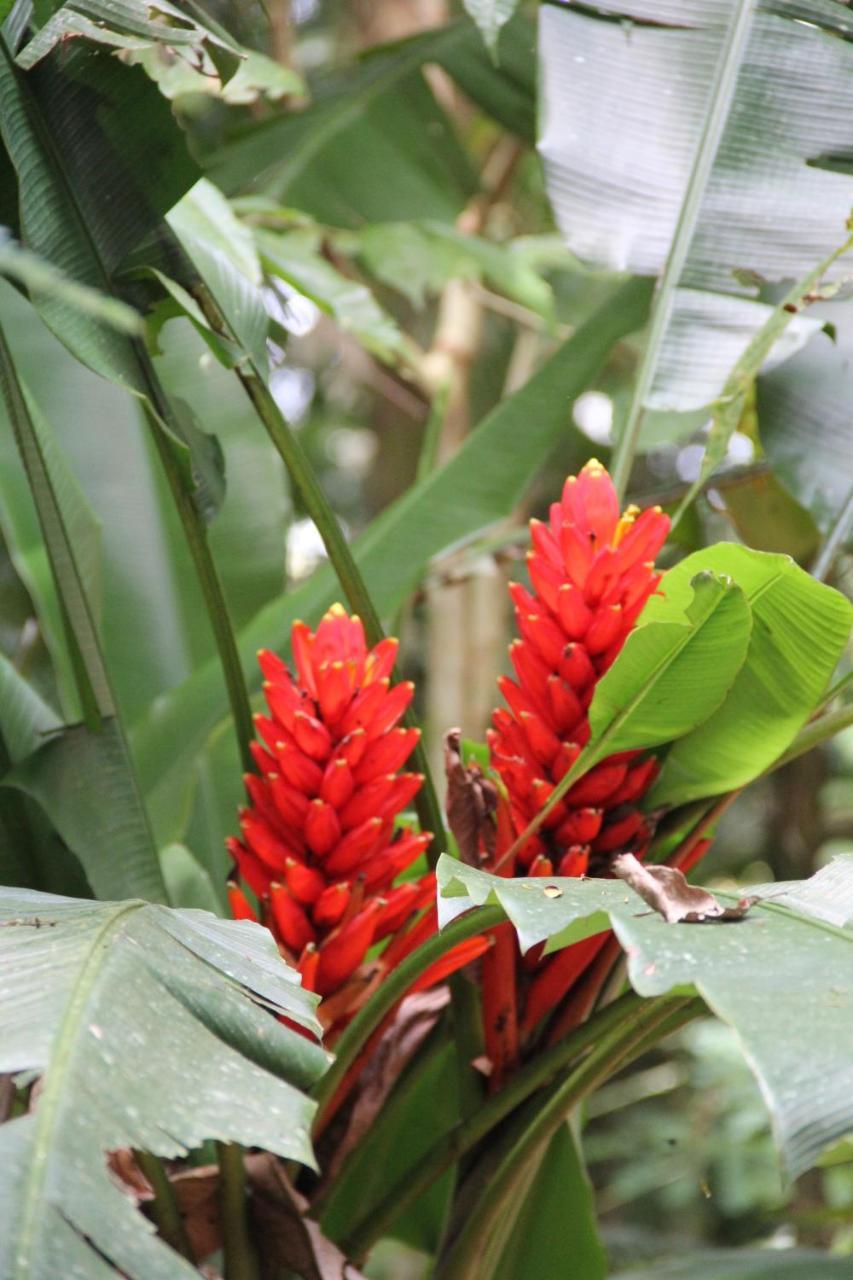 Horquetas River Lodge Sarapiquí Dış mekan fotoğraf